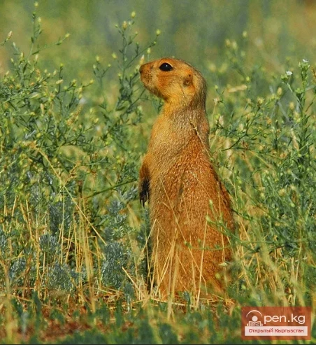 Susliks - yellow gophers