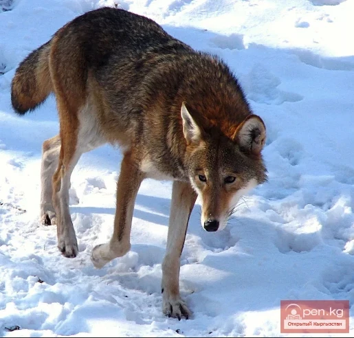 Карышкыр - волк