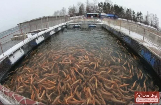 Кыргызстандын балыктарды өстүрүү менен көбүрөөк алектенген аймактары