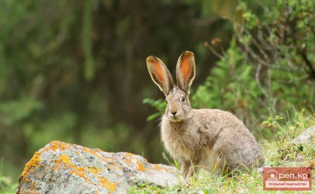Hare-Tolai — the Rabbit