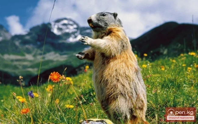 Сурки - суурлар