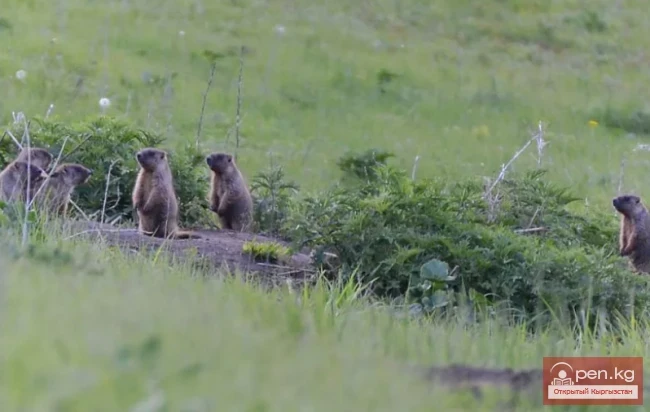 Сурки - суурлар