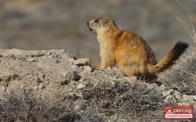 Сурки - суурлар