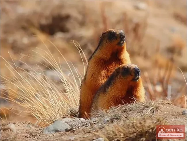 Сурки - суурлар