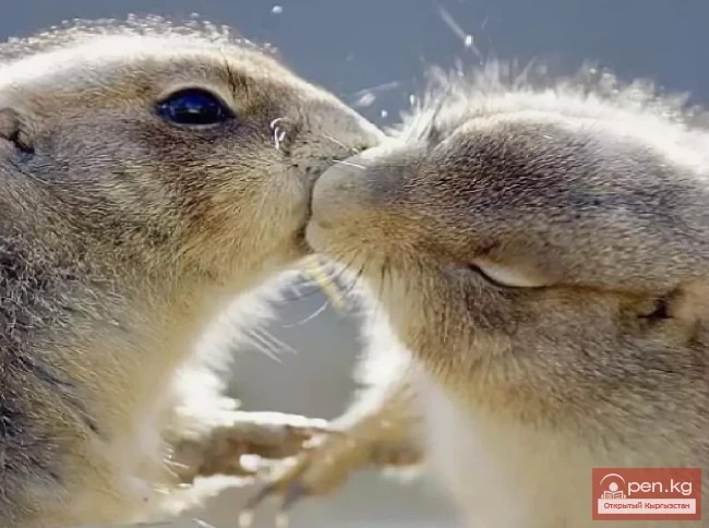 Ground Squirrels - Yellow Gophers