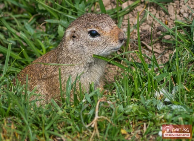 Susliks - yellow gophers