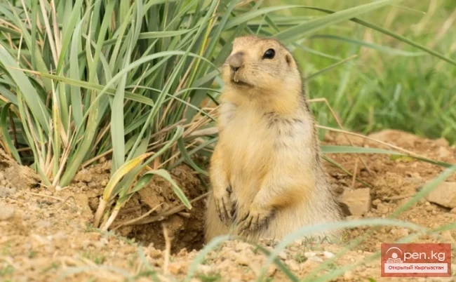 Susliks - yellow gophers