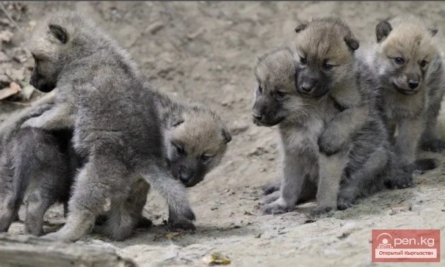 Карышкыр - волк