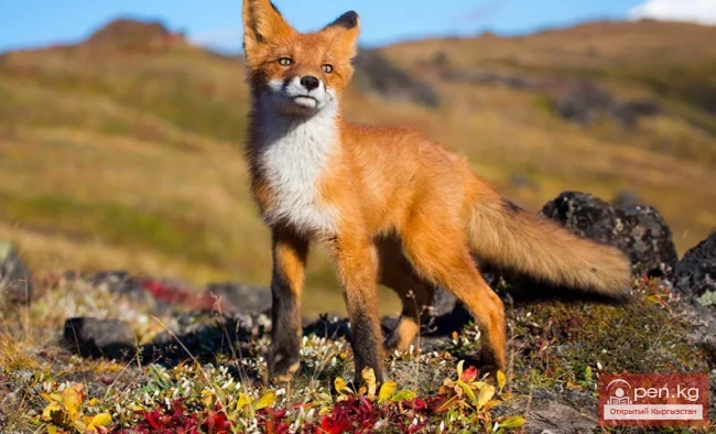 Лисица - тулку