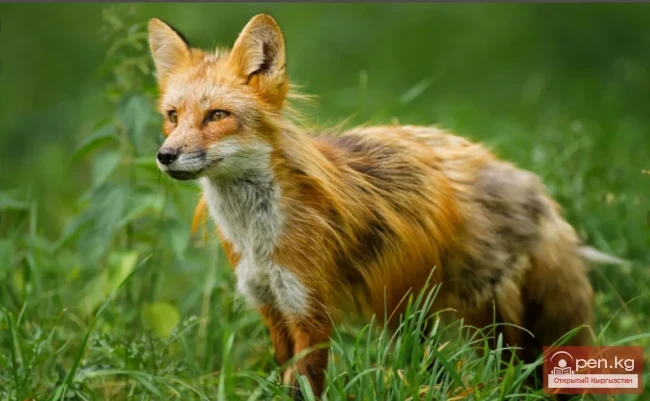 Лисица - тулку