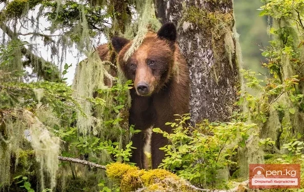 Медведь —  аю