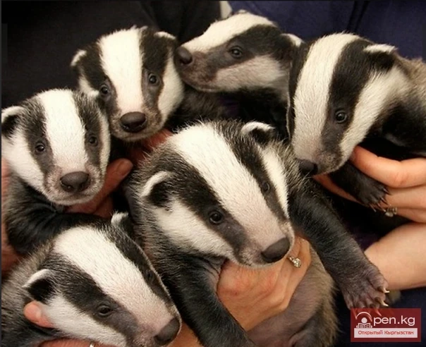 Барсук - Кашкулак