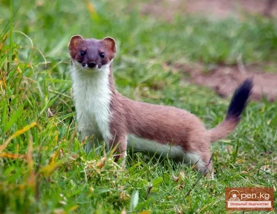 Weasel — a type of rodent