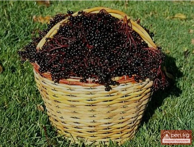 Dangerous Exotic Dishes