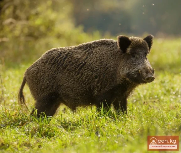 Wild Boar — Kaman, Wild Pig