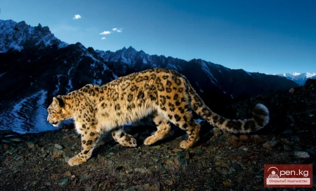 Барс - Илбирс