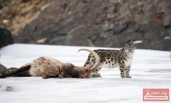 Барс - Илбирс