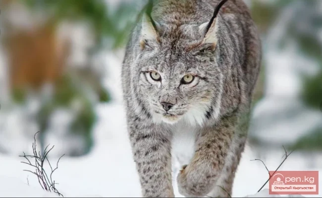 Рысь —  Сулеесун