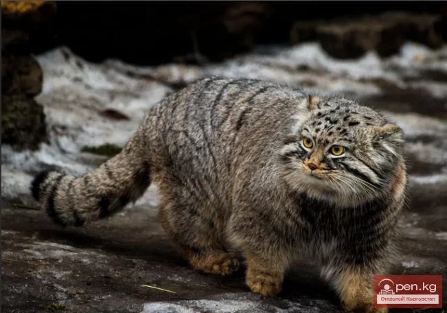 Манул - Сулвсун