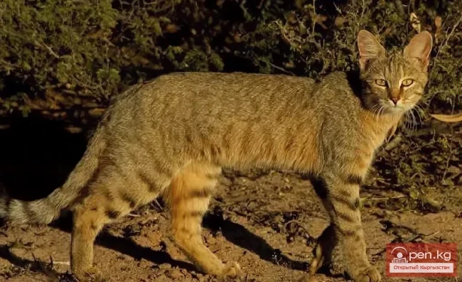 Степная же пятнистая мышык - Талаа мышык