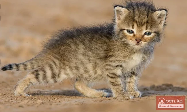 Steppe or spotted cat - Talas cat