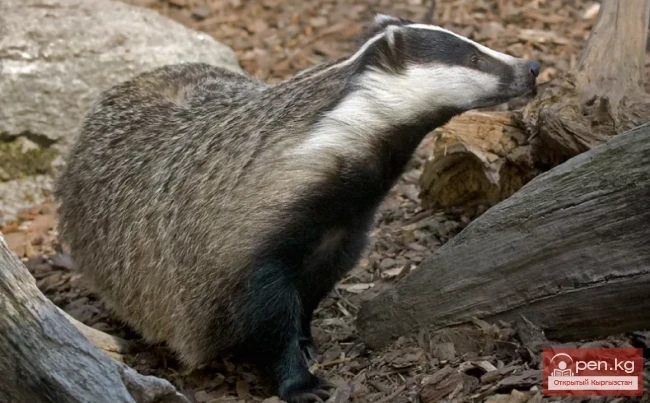 Барсук - Кашкулак