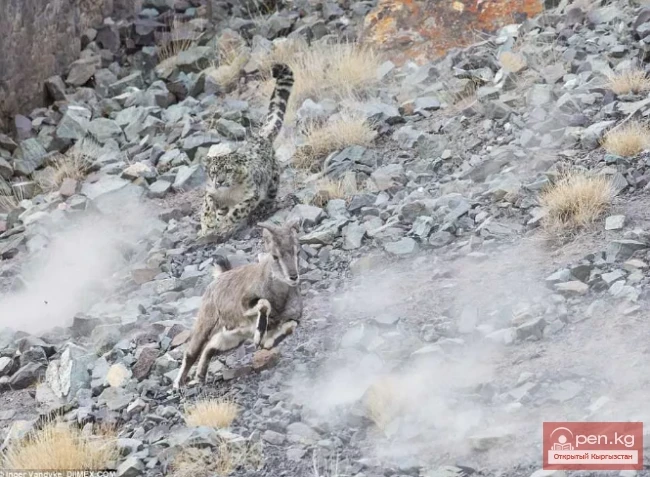 Кар көчкү аңчылыкта