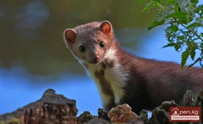 Mountain marten, stone marten — suu cap