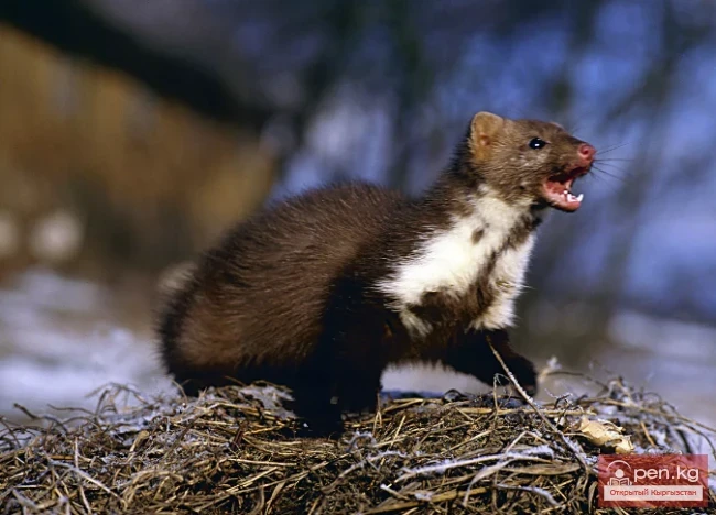 Тоок, таштуу тоок —  суу cap