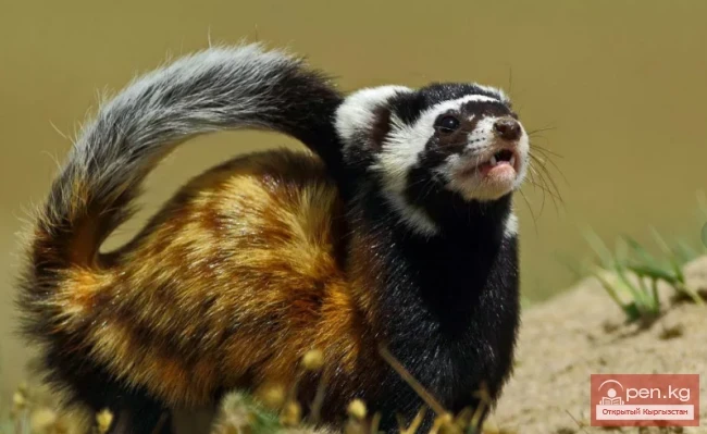 Перевязка - Чаар кусен, сасык кусен