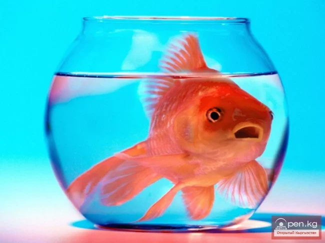 Some amazing and strange laws in different countries of the world