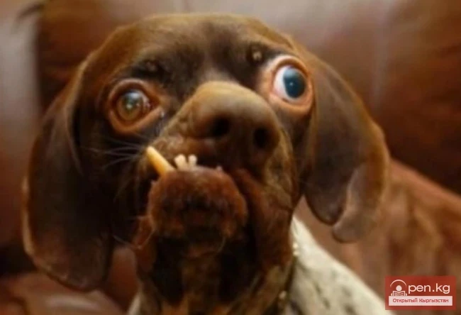 Some amazing and strange laws in different countries of the world