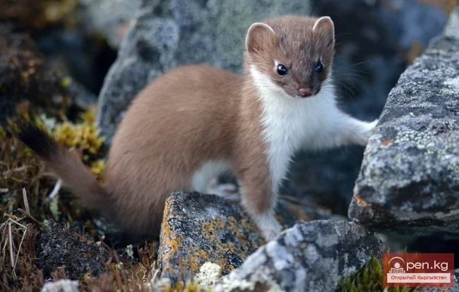 Горностай — арыскан, кара-куйрук