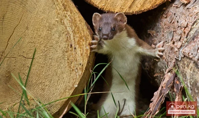 Солонгой Кыргызстанда