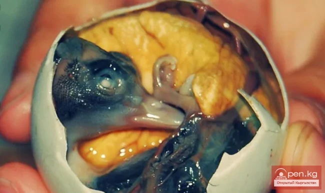 Dangerous Exotic Dishes