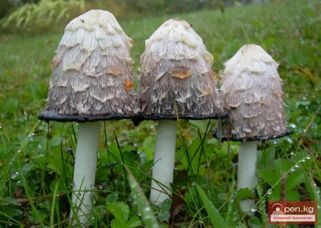 Dangerous Exotic Dishes