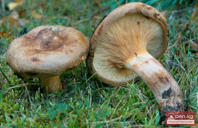 Dangerous Exotic Dishes