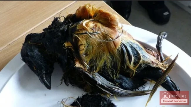 Dangerous Exotic Dishes