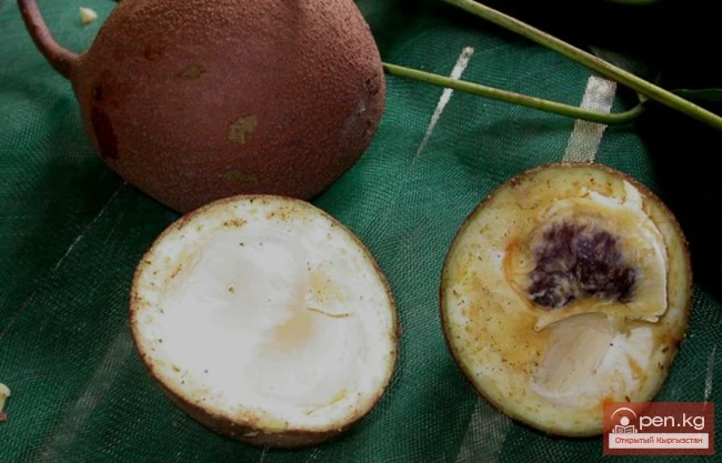 Dangerous Exotic Dishes