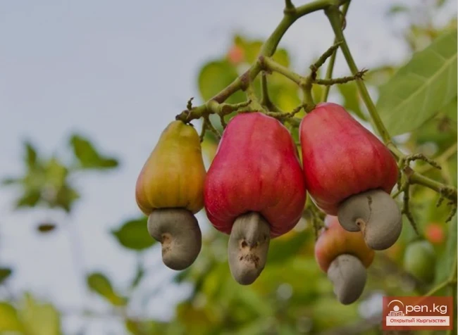 Dangerous Exotic Dishes