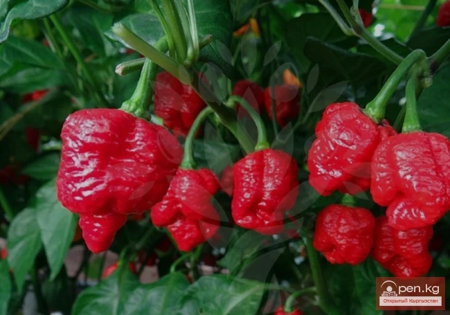 Dangerous Exotic Dishes