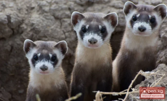 Ferret - White Ferret