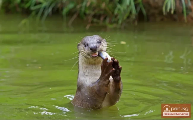 Выдра - Кундуз