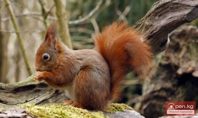 Squirrel - The Chipmunk