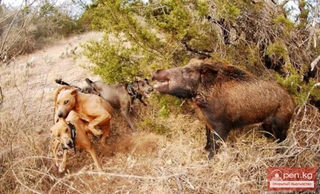Кабан — каман, жапайы чочко