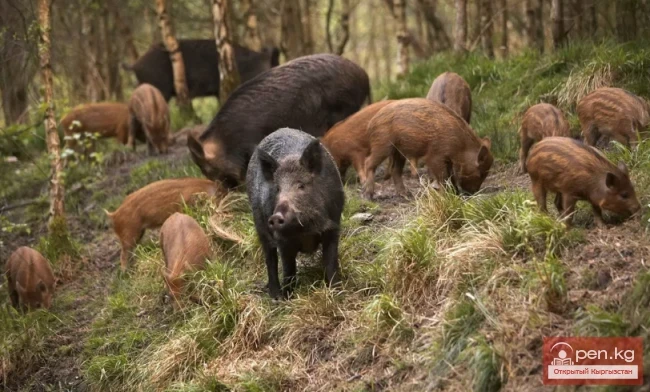 Кабан — каман, жапайы чочко