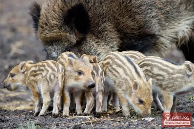 Кабан — каман, жапайы чочко