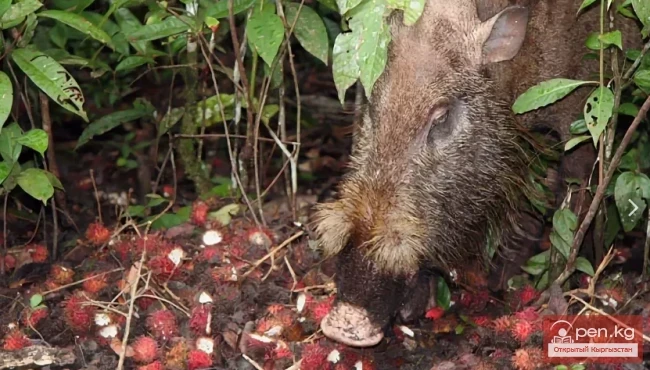 Кабан — каман, жапайы чочко