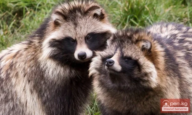 Енотовидная собака - Куттуктаймын ит