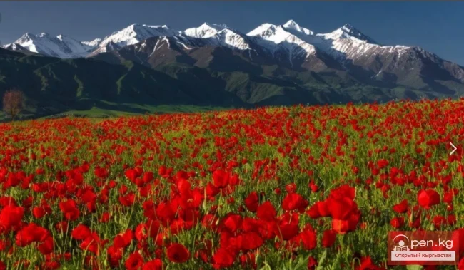 Улуу Ата Мекендик согуштун баатыры кыргызстандык Степаненко Василий Васильевич